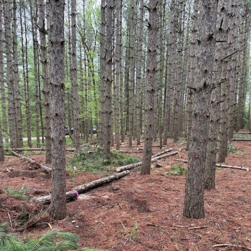 Prepping the forest for new red pines Prepping the forest for new red pines