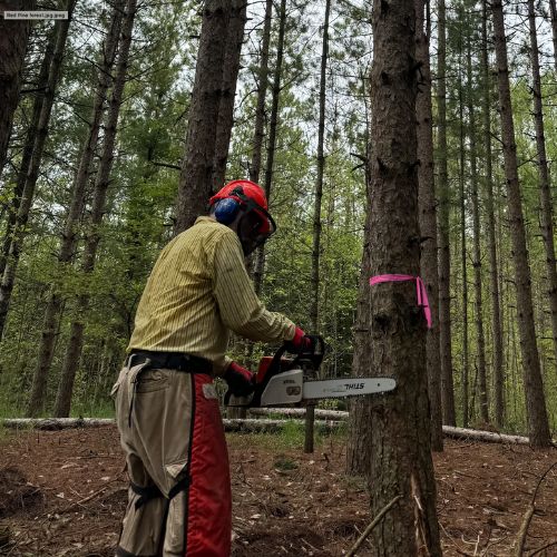 Red pine being chopped down Red pine being chopped down