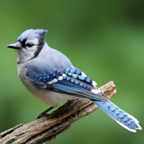Blue Jay Red pine being chopped down