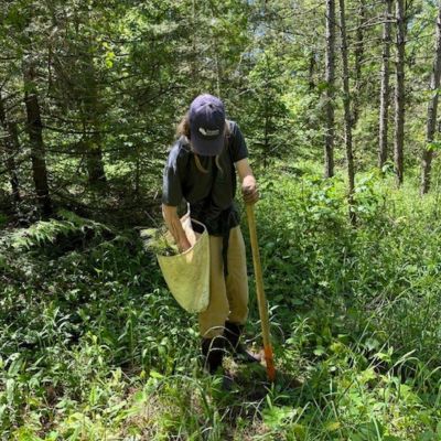 RESTORING THE FOREST Red pine being chopped down