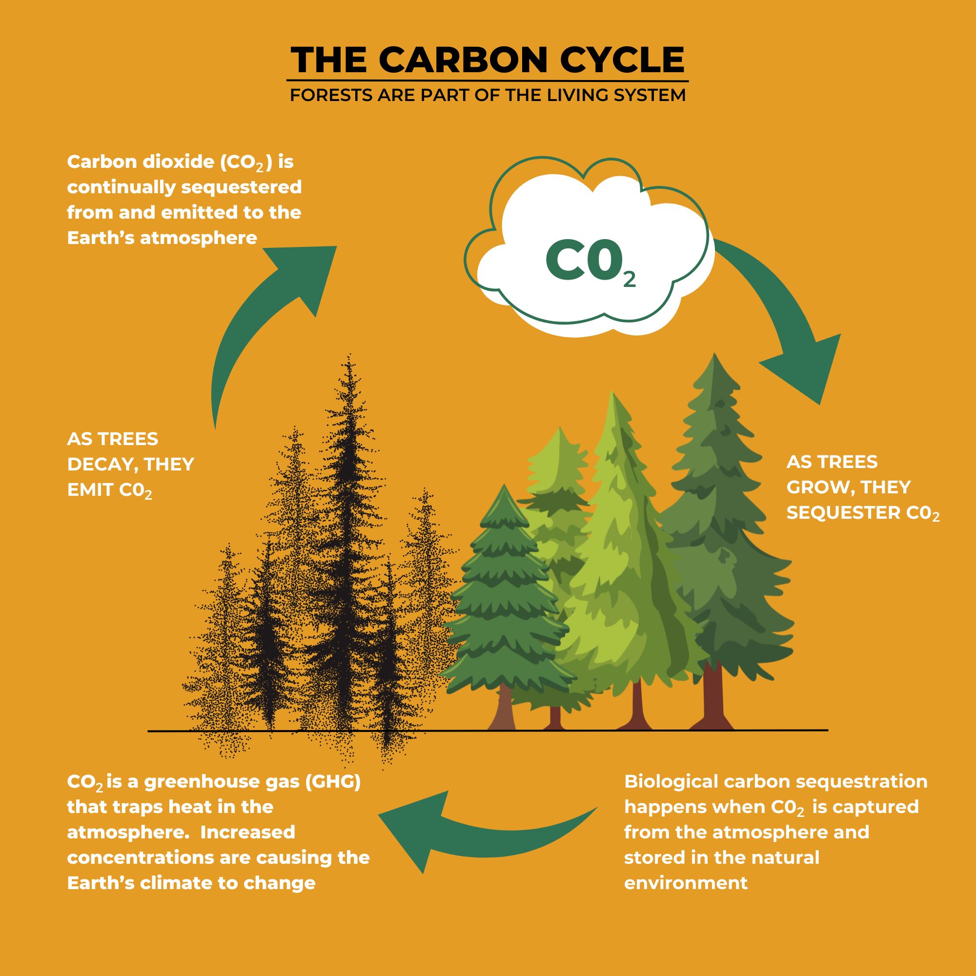 THE CARBON CYCLE 2000X2000