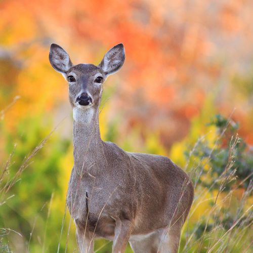 White Tailed Deer Prepping the forest for new red pines