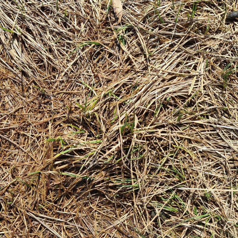 Mulch 3
